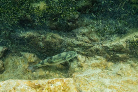 Komarnica underwater: a cold kaleidoscope full of life